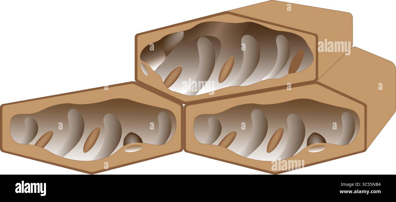 Stereogramma delle cellule vegetali Illustrazione Vettoriale