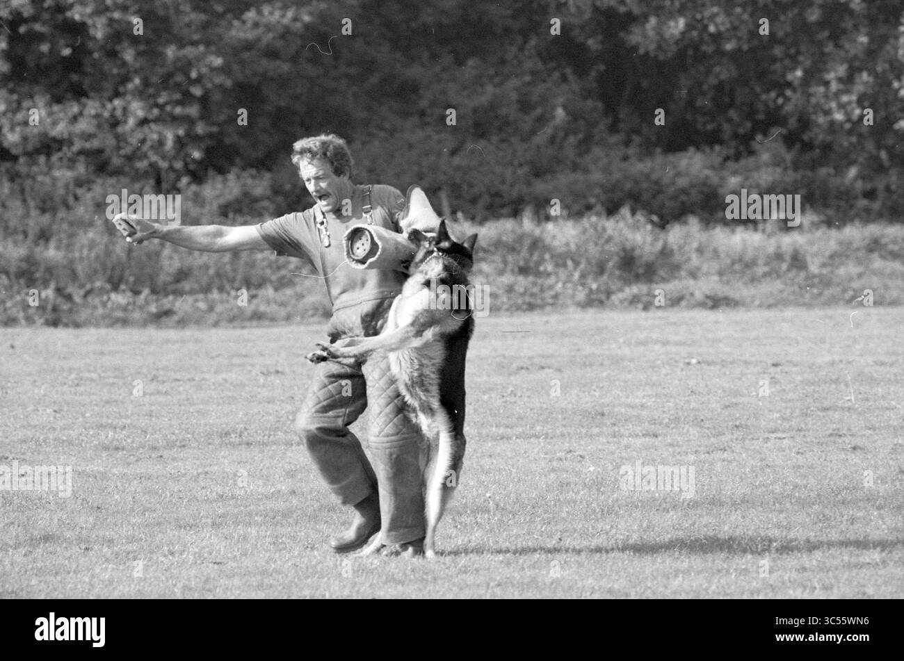 Abbigliamento per cani PHDV Velsen, Dogs, Velsen, 01-10-1988 Whizgle News, scrivania olandese i Paesi Bassi, 1950-2000 Un uomo si impegna in un allenamento dinamico con un pastore tedesco, sia concentrato che energico, mentre il cane interagisce giocosamente con lui in un'area erbosa aperta. La scena trasmette un forte legame e il lavoro di squadra tra l'allenatore e il suo compagno canino. Foto Stock