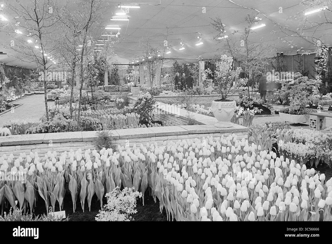 Fiera dei fiori, fiera di primavera, 02-03-1971 Whizgle News, Dutch Desk, Paesi Bassi, 1950-2000 Un giardino interno splendidamente disposto pieno di una serie di piante e tulipani fioriti, circondato da vegetazione lussureggiante ed elementi decorativi. L'illuminazione soffusa esalta l'atmosfera serena, creando un'atmosfera tranquilla e invitante della bellezza della natura. Foto Stock