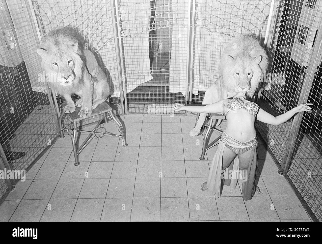 Striptease with Lions, Show, 07-09-1970 Whizgle News, Dutch Desk, Paesi Bassi, 1950-2000 Un interprete in un abito con paillettes pone con sicurezza davanti a due leoni, entrambi seduti su piattaforme rialzate all'interno di un'area in gabbia. L'atmosfera suggerisce un ambiente da circo o da spettacolo esotico, sottolineando la natura audace dell'atto. Foto Stock