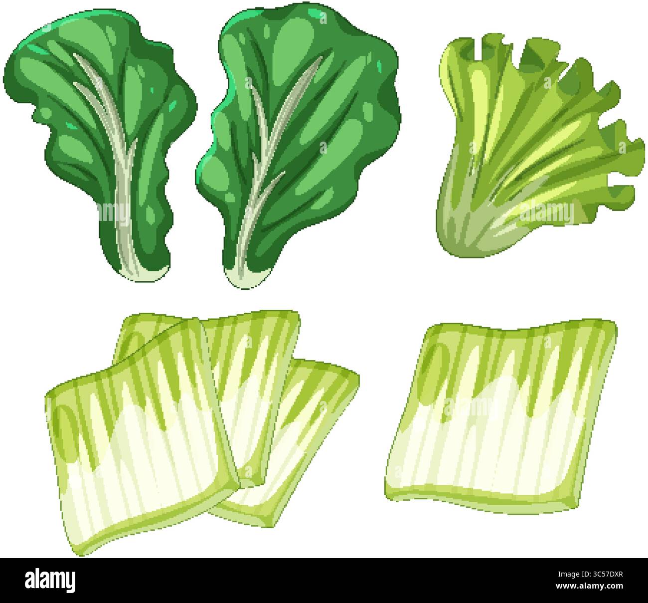 Illustrazione vettoriale colorata di vari verdi a foglia asiatica con texture dettagliate e vivaci sfumature di verde Illustrazione Vettoriale