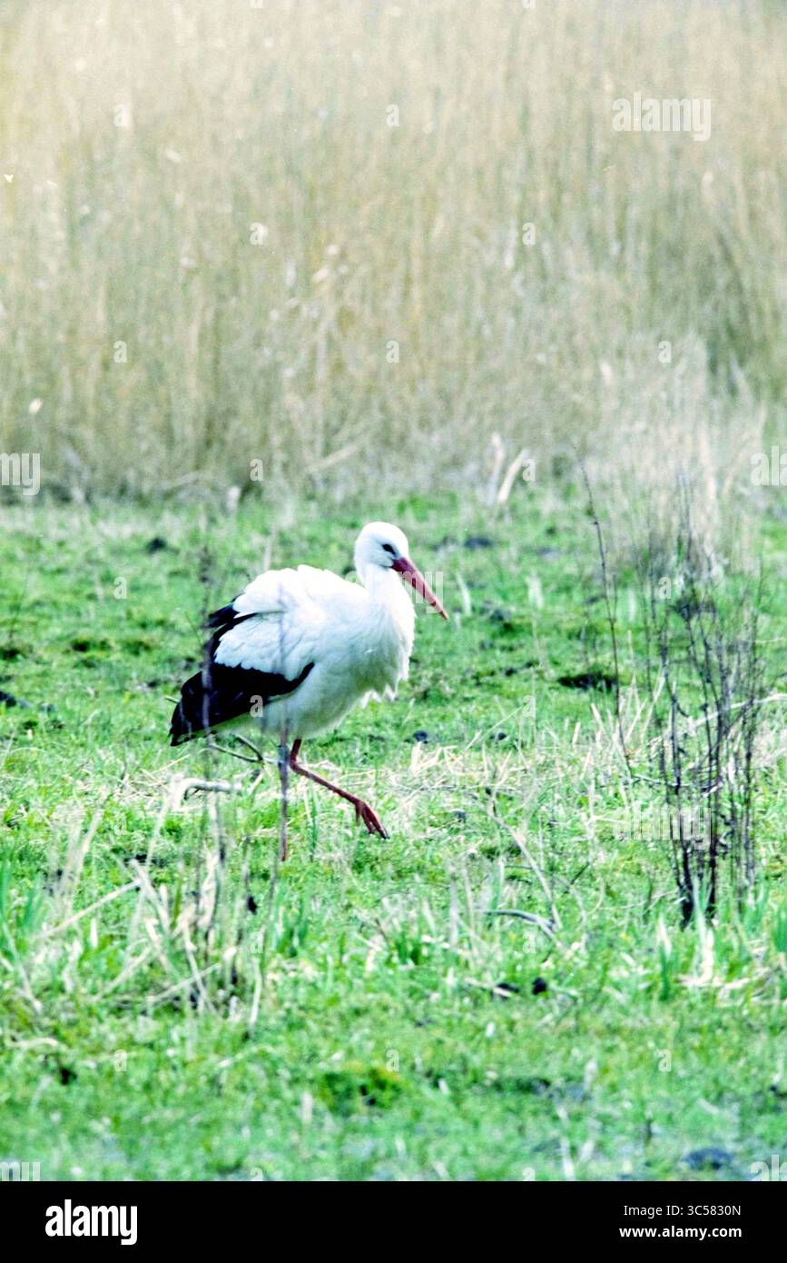 Stork, Heemstede, Heemstede, Nederland, 13-04-1994 Whizgle News, Dutch Desk, Paesi Bassi, 1950-2000 Una cicogna solitaria cammina con grazia attraverso una distesa erbosa, le sue lunghe gambe si snodano volutamente attraverso la vegetazione lussureggiante. Il caratteristico piumaggio bianco dell'uccello contrasta con le punte nere delle ali, mentre lo sfondo di alte erbe dorate aggiunge un'atmosfera serena alla scena. Foto Stock