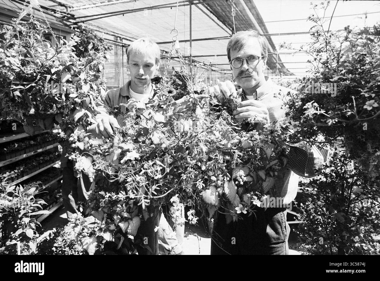 Garden Center Bakker, Hillegom, 30-05-1996 Whizgle News, Dutch Desk, Paesi Bassi, 1950-2000 due persone lavorano insieme in una serra, circondata da piante e fiori sospesi. Si concentrano con attenzione sul loro compito, mostrando la cura e la dedizione necessarie per coltivare il verde che li circonda. Foto Stock