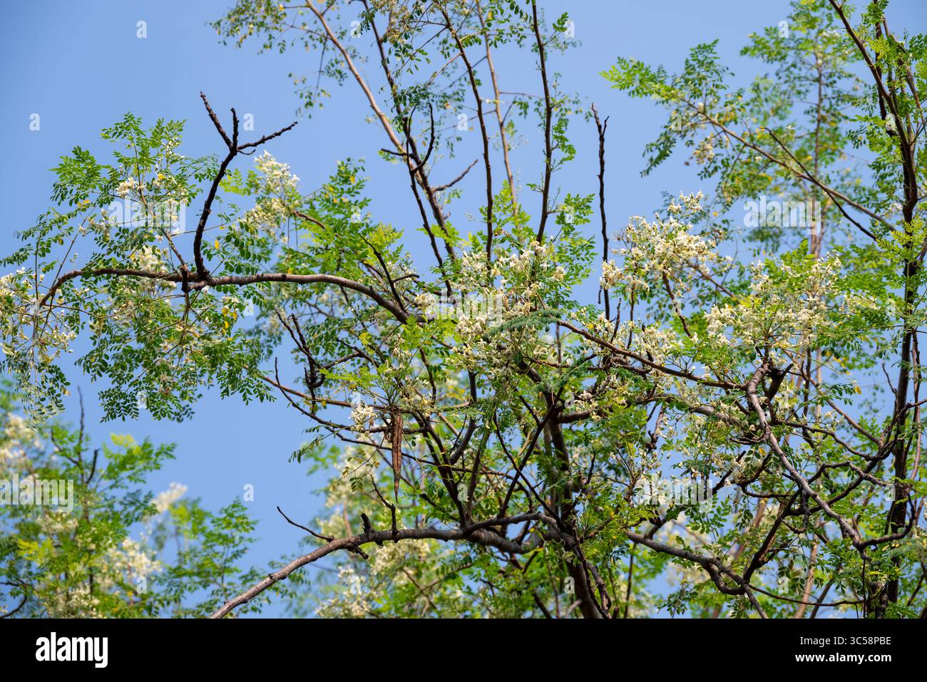 Fiore dell'albero di Moringa. Rafano o Kalamunggay, Fiore di rombo, Moringa oleifera, pianta medicinale Foto Stock
