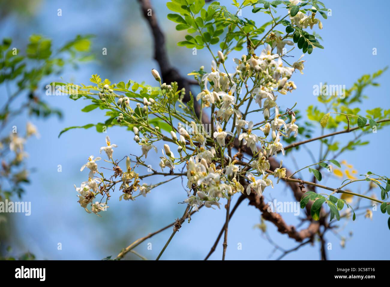 Fiore dell'albero di Moringa. Rafano o Kalamunggay, Fiore di rombo, Moringa oleifera, pianta medicinale Foto Stock