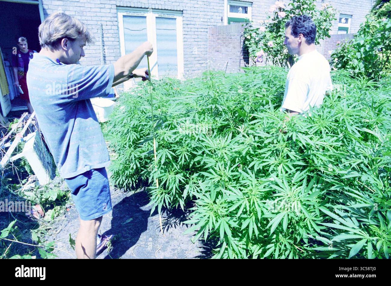 Vivaio di canapa, Duncklerstraat, Haarlem, Dunklerstraat, Paesi Bassi, 12-07-1995 Whizgle News, Dutch Desk, Paesi Bassi, 1950-2000 due individui sono in piedi in mezzo ad una densa crescita di piante di cannabis, con uno che misura l'altezza delle piante. Un edificio e' visibile sullo sfondo, insieme ad un po' di verde. Foto Stock