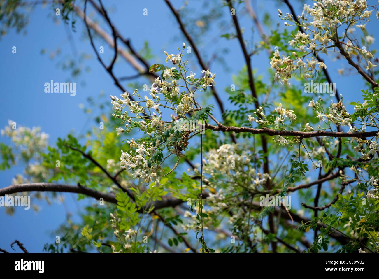 Fiore dell'albero di Moringa. Rafano o Kalamunggay, Fiore di rombo, Moringa oleifera, pianta medicinale Foto Stock