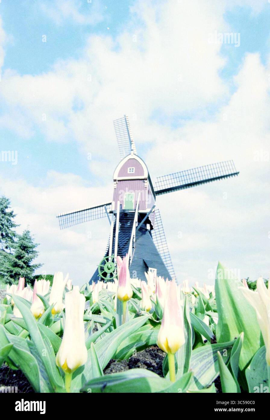 Spettacolo di tulipani al F. Roozen, Vogelenzang, Vogelenzang, 22-03-1998 Whizgle News, Dutch Desk, i Paesi Bassi, 1950-2000 Un affascinante mulino a vento si erge alto in mezzo a un vibrante campo di tulipani, i loro delicati petali ondeggiano dolcemente nella brezza sotto un cielo luminoso punteggiato da soffici nuvole. Foto Stock