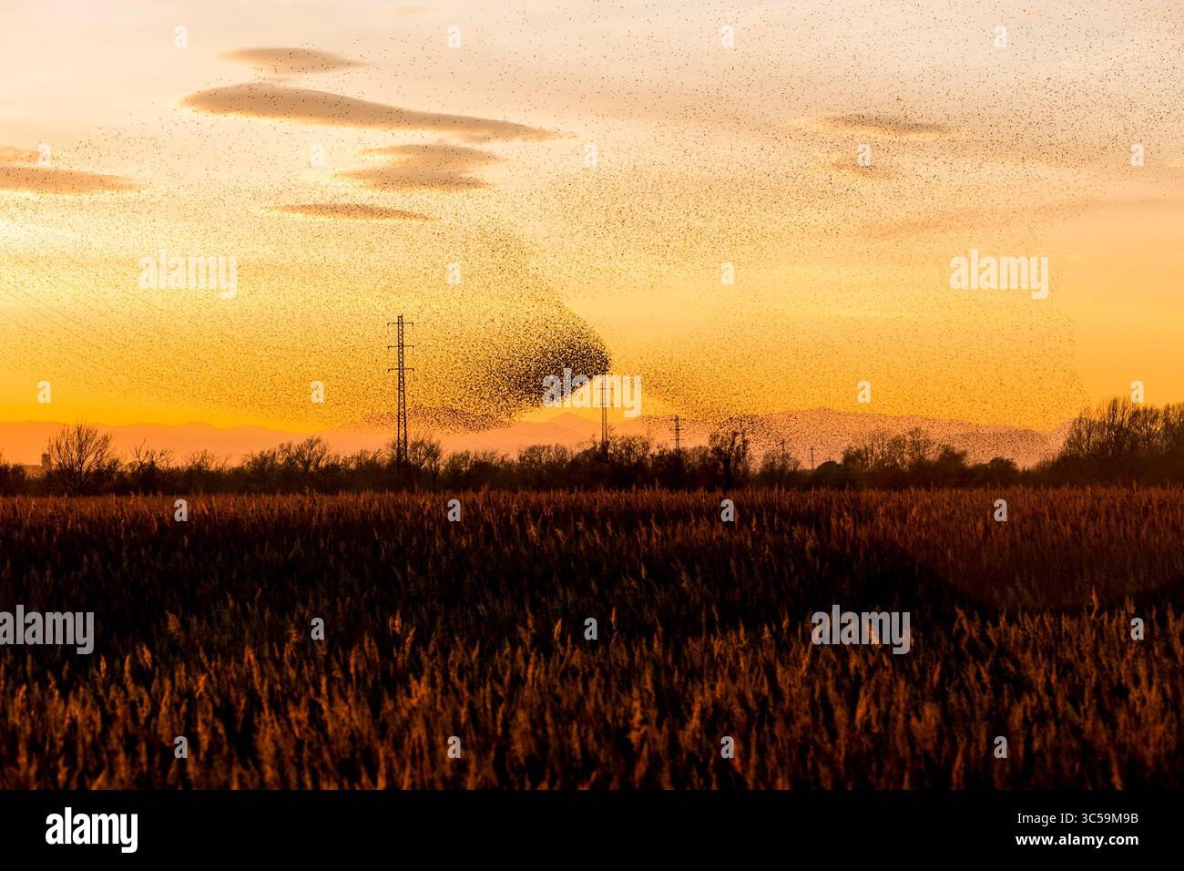 18 gennaio 2020, Catalogna, Spagna: Ogni anno a gennaio, fuggendo dal freddo dei paesi del Nord e dell’Europa centrale, migliaia di storni (Sturnus vulgaris) si riuniscono nel Parco naturale Aiguamolls de l’Emporda nel nord-est della Spagna. (Immagine di credito: © Dani Salva/ZUMA Wire) Foto Stock