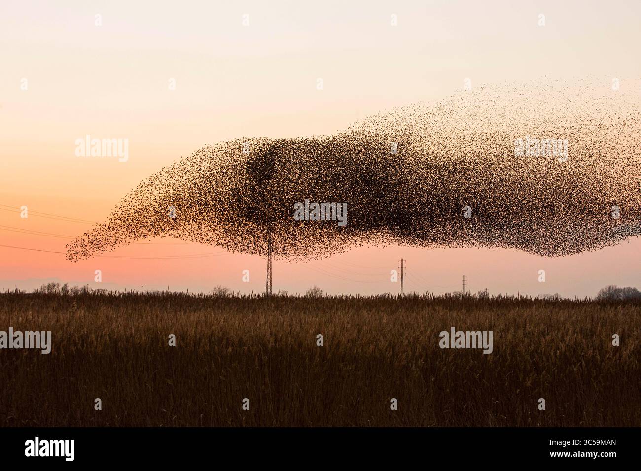 18 gennaio 2020, Catalogna, Spagna: Ogni anno a gennaio, fuggendo dal freddo dei paesi del Nord e dell’Europa centrale, migliaia di storni (Sturnus vulgaris) si riuniscono nel Parco naturale Aiguamolls de l’Emporda nel nord-est della Spagna. (Immagine di credito: © Dani Salva/ZUMA Wire) Foto Stock