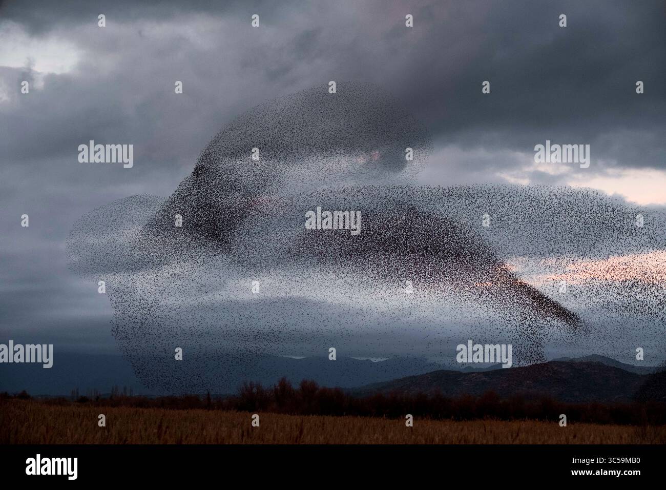 18 gennaio 2020, Catalogna, Spagna: Ogni anno a gennaio, fuggendo dal freddo dei paesi del Nord e dell’Europa centrale, migliaia di storni (Sturnus vulgaris) si riuniscono nel Parco naturale Aiguamolls de l’Emporda nel nord-est della Spagna. (Immagine di credito: © Dani Salva/ZUMA Wire) Foto Stock