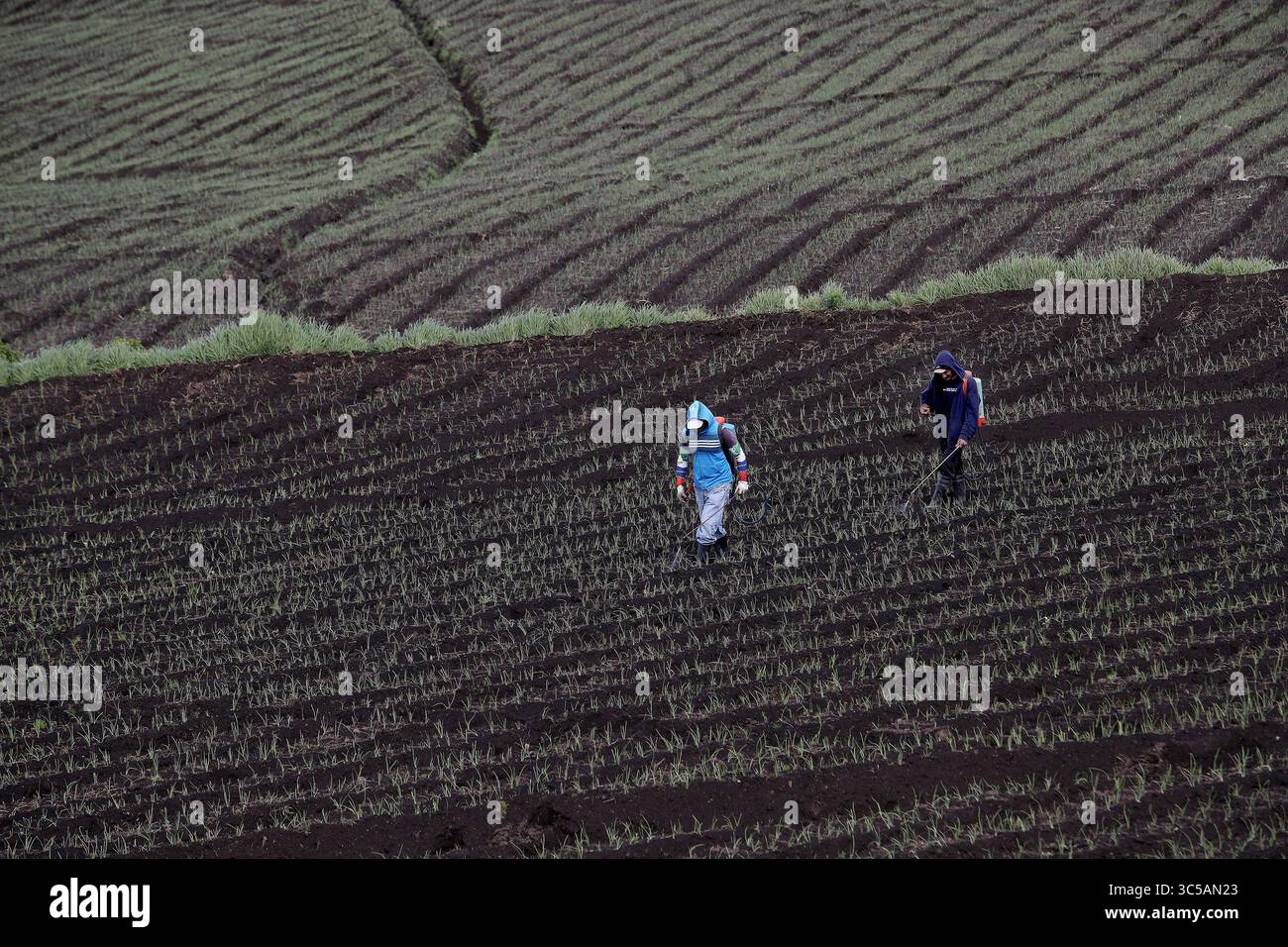 8 luglio 2019: 08/07/2019/ FumigaciÃÂ³n de cultivos en Llano grande de Cartago / fotografÃÂ­a: John DurÃÂn (immagine di credito: © John Duran/la Nacion via ZUMA Press) Foto Stock