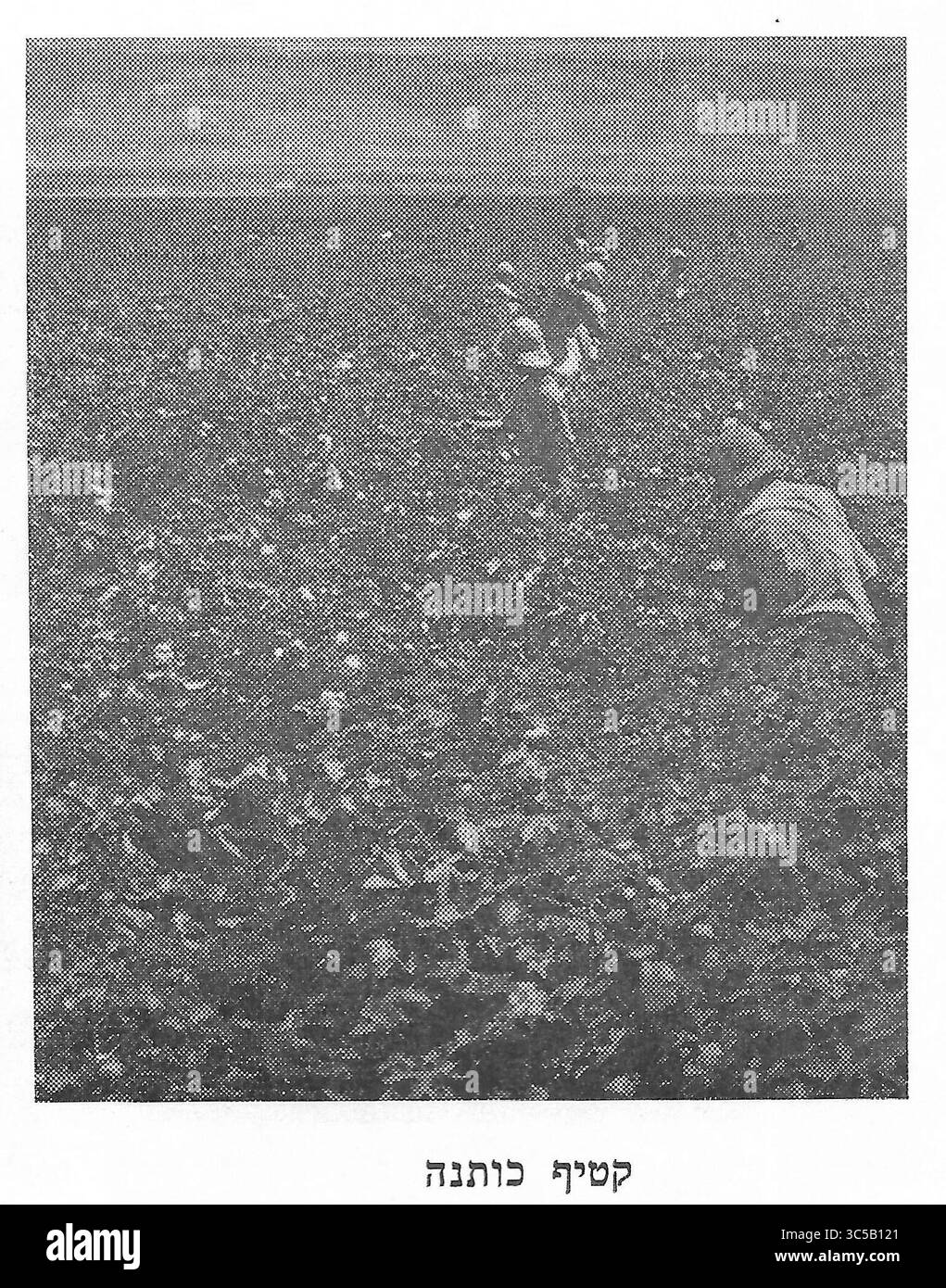 raccogliere a mano il cotone Foto Stock