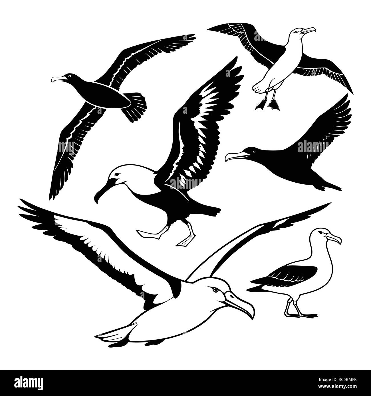 Eleganti illustrazioni in bianco e nero degli uccelli Albatross in Flight and Motion Illustrazione Vettoriale