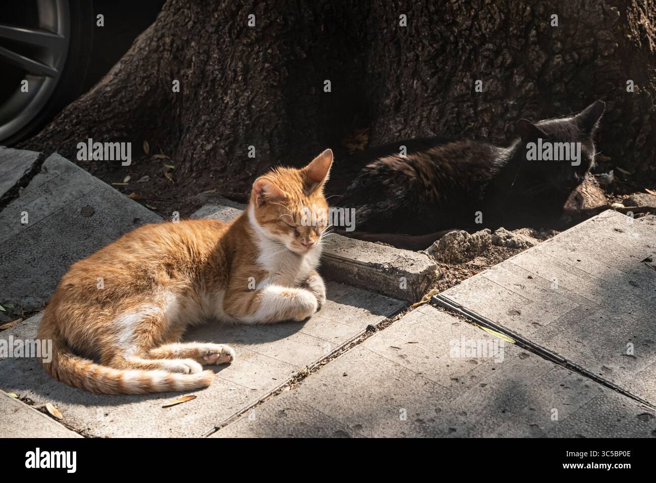 Due simpatici gatti da strada, uno zenzero, uno nero, che riposano sul marciapiede urbano Foto Stock