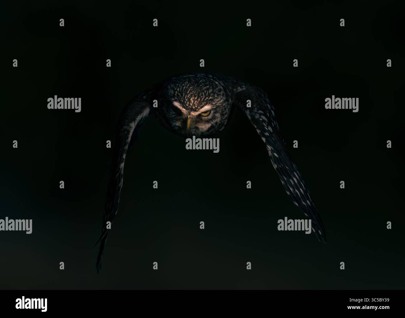 Un piccolo gufo selvaggio (Athene noctua) in volo su uno sfondo scuro fissando la telecamera, Suffolk Foto Stock