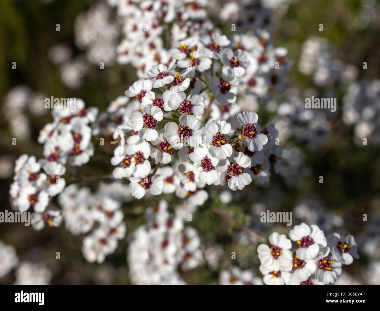 Piccoli fiori bianchi del rosmarino selvatico (Eriocephalus africanus) piantano all'esterno alla luce del sole. Foto Stock
