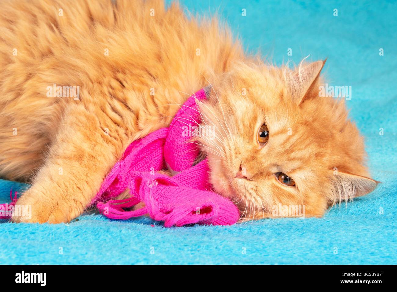 Ritratto di un simpatico gatto rosso dai capelli lunghi con una sciarpa in maglia rosa adagiata su una coperta blu Foto Stock