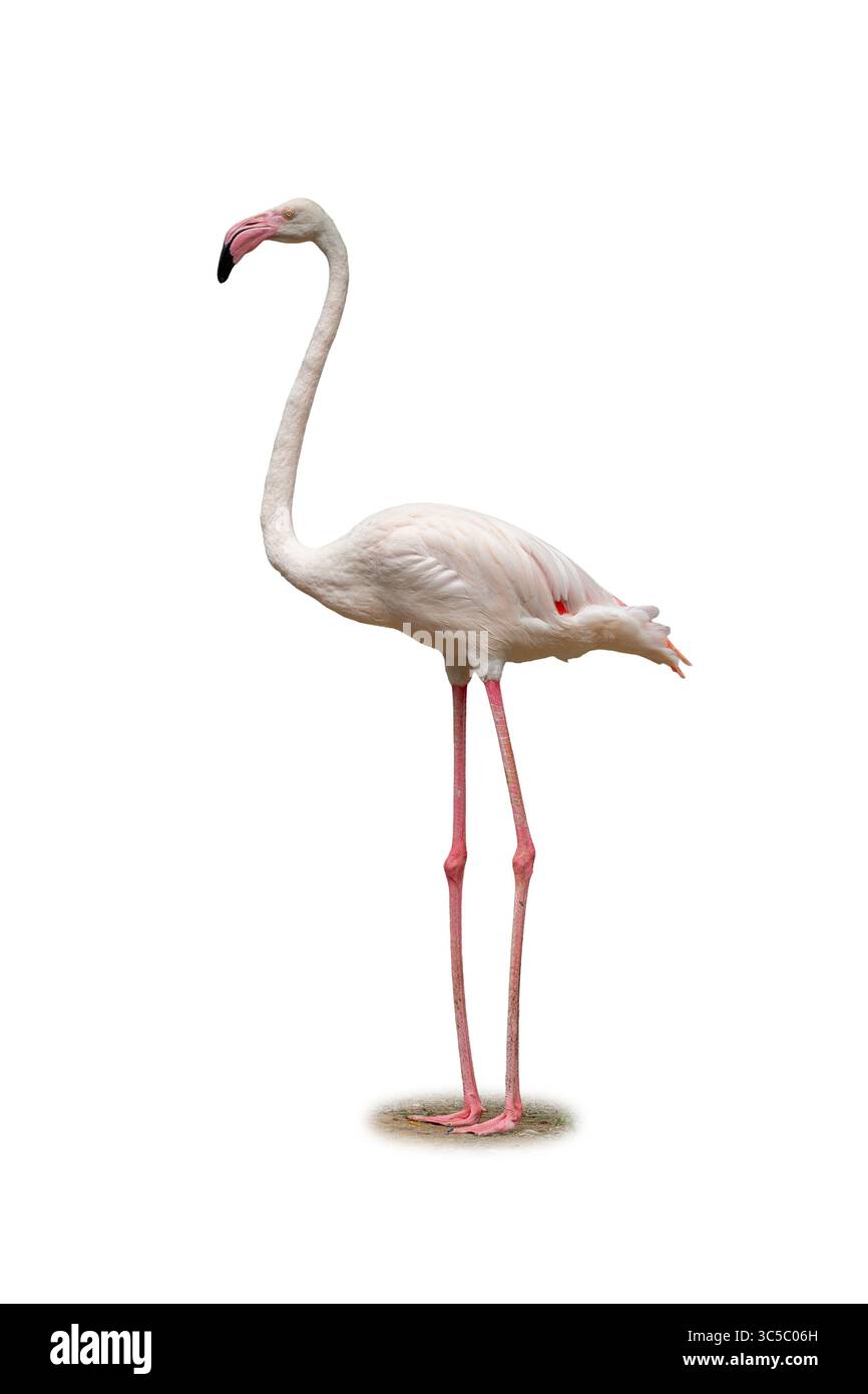 Un grazioso fenicottero in piedi su lunghe gambe rosa, che mostra il suo collo sottile e il delicato piumaggio su uno sfondo bianco e pulito. Foto Stock
