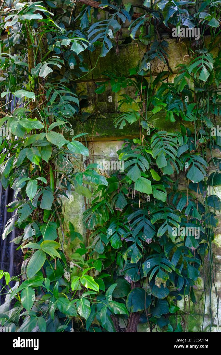 Lussureggianti piante arrampicate verdi che coprono un vecchio muro di pietra mossy, creando un denso aspetto simile a una giungla tropicale. Foto Stock