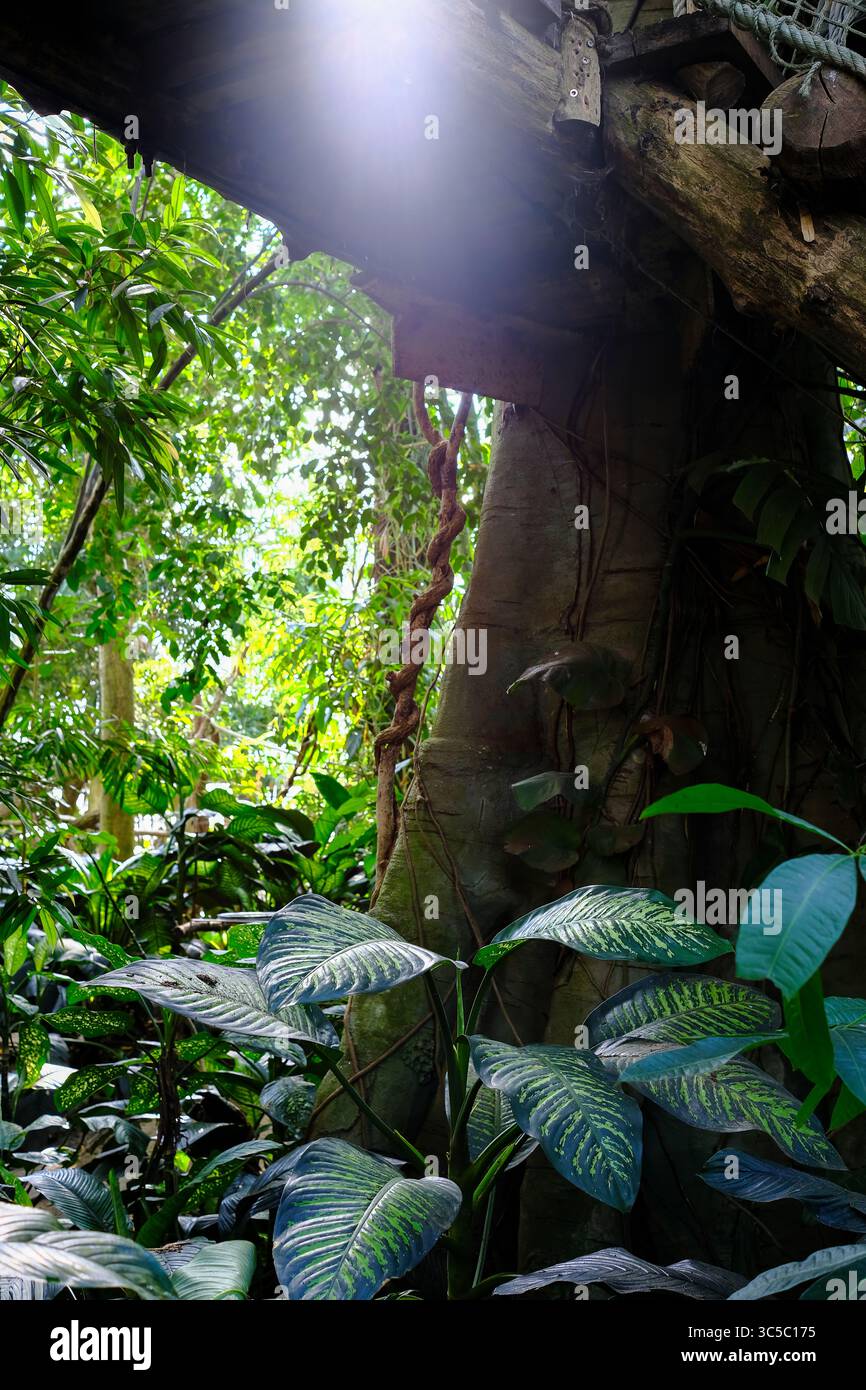 La luce del sole penetra attraverso il fogliame della giungla tropicale, illuminando grandi foglie a motivi geometrici e uno spesso tronco di alberi con viti appese. Foto Stock La luce del sole penetra attraverso il fogliame della giungla tropicale, illuminando grandi foglie a motivi geometrici e uno spesso tronco di alberi con viti appese. Foto Stock