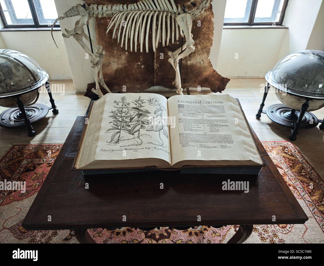 Vecchio libro botanico su un tavolo di legno in una sala di studio storica del castello di Buchlov, circondato da globi, scheletri e decorazioni scientifiche, che evocano un 19 Foto Stock