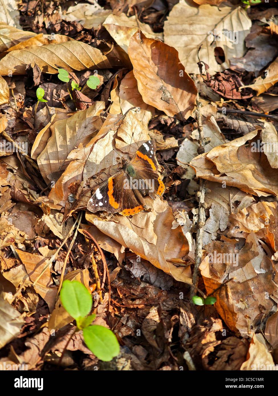 Farfalla dell'ammiraglio rosso che riposa su foglie secche in una foresta. I toni autunnali dominano la scena con piantine verdi sparse sul fondo della foresta. Foto Stock