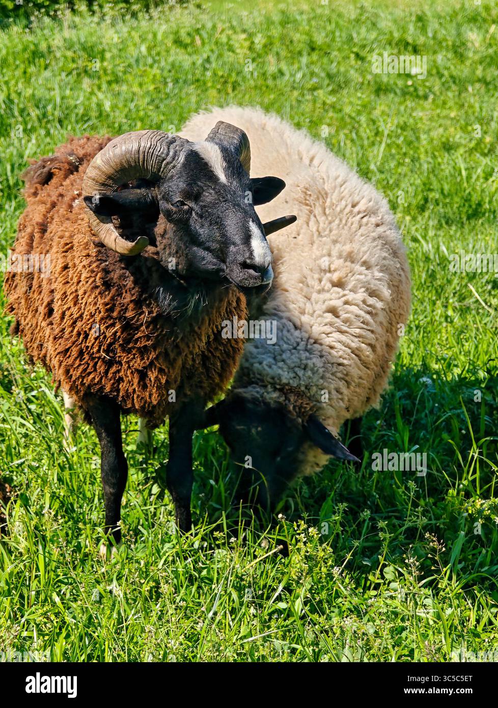 Due pecore con feltro riccio che pascolano sul prato verde, una con lana marrone scuro e corna ricurve in primo piano, l'altra con lana chiara nel bac Foto Stock