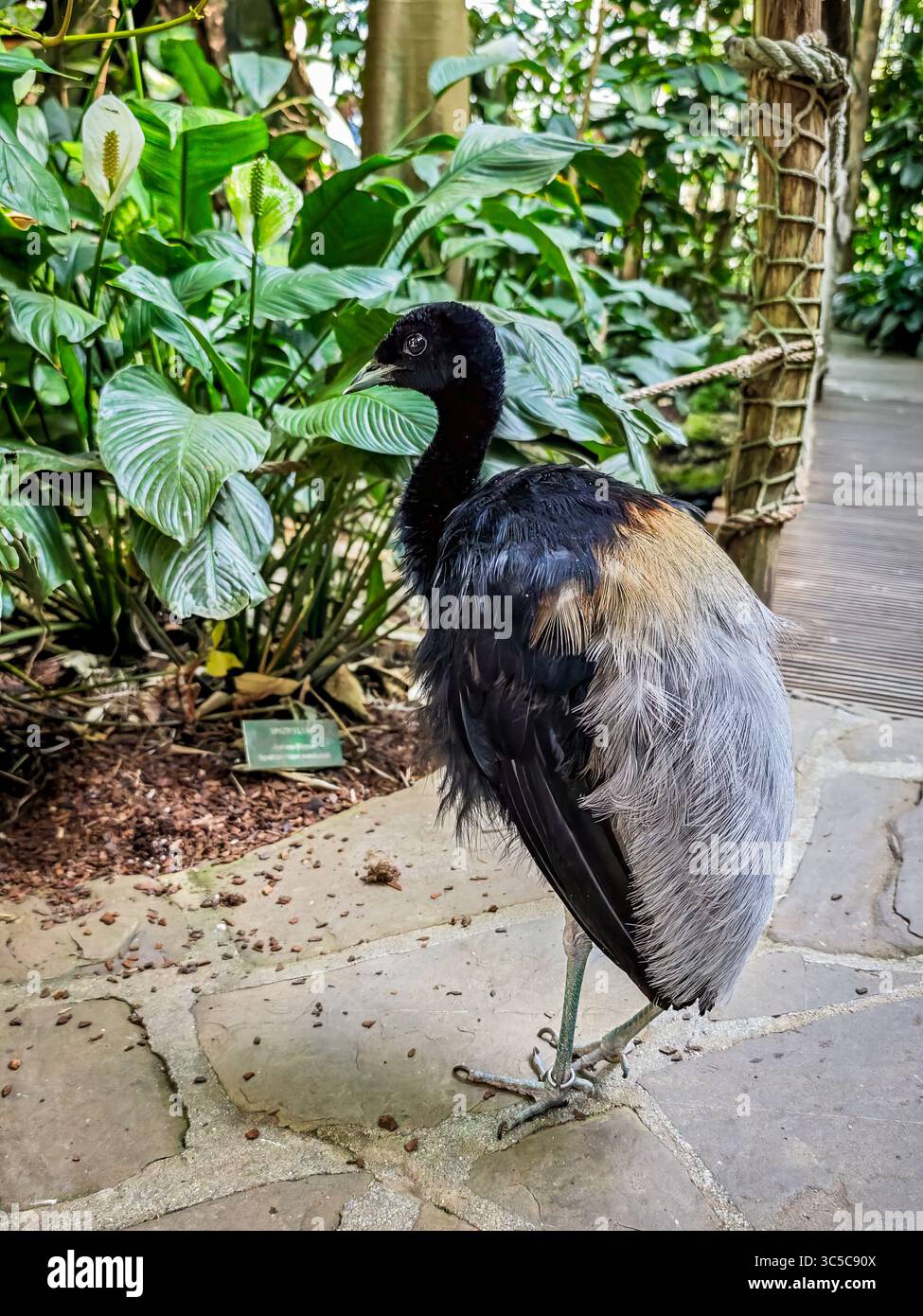 Uccello senza volo in piedi su un sentiero in pietra nella serra tropicale, circondato da lussureggianti piante verdi e ringhiere in corda di legno. Foto Stock
