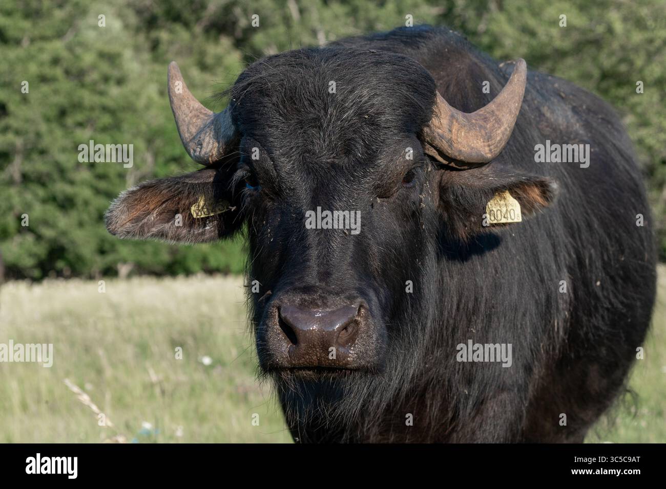 Water Buffalo Closeup Portrait Foto Stock