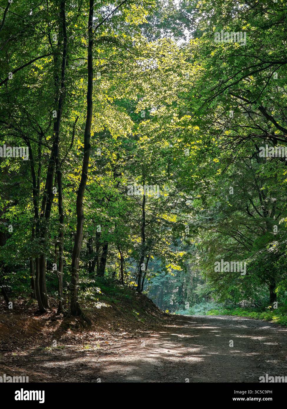Sentiero boschivo illuminato dal sole circondato da alti alberi verdi nel bosco estivo, con la luce che filtra attraverso il fogliame e le ombre sul terreno. Foto Stock