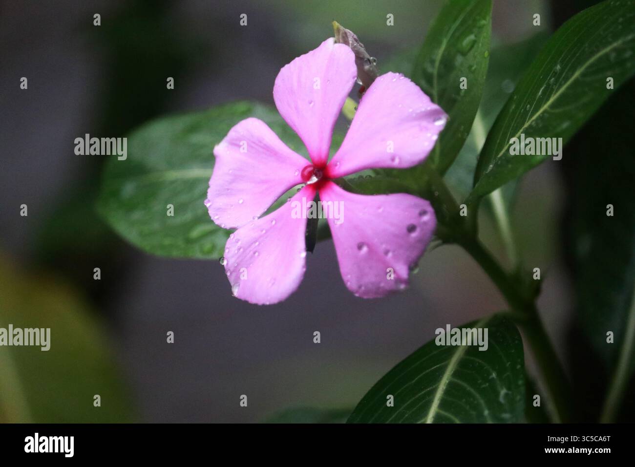 Il fiore periwinkle fiorisce dopo la pioggia Foto Stock