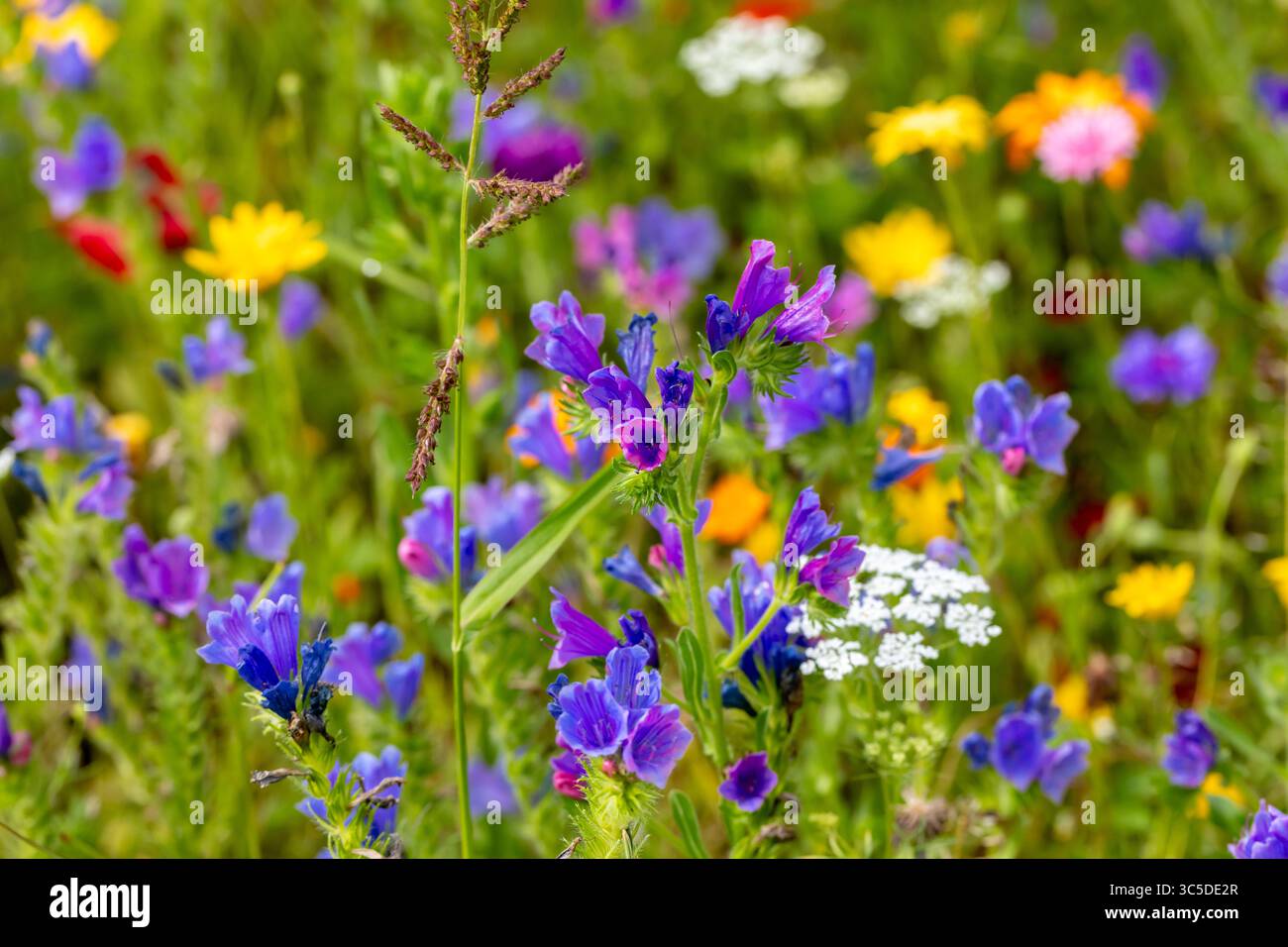 Primo piano di fiori selvatici Foto Stock