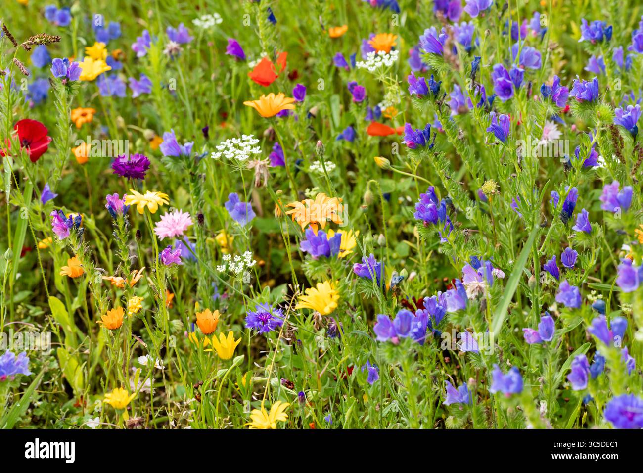 Primo piano di una miscela di fiori selvatici in un campo Foto Stock