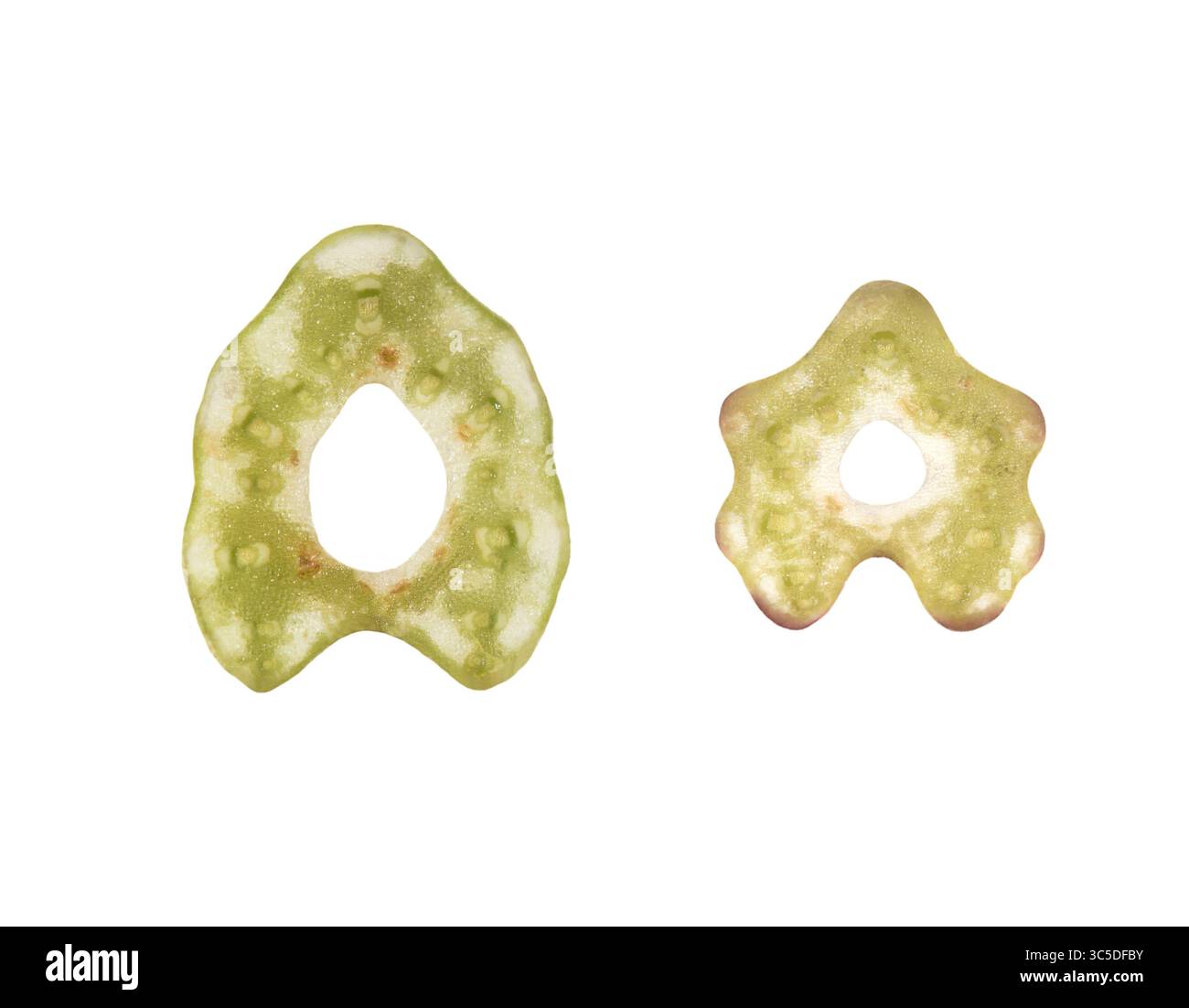 Minor Bardana - Arctium minus Foto Stock