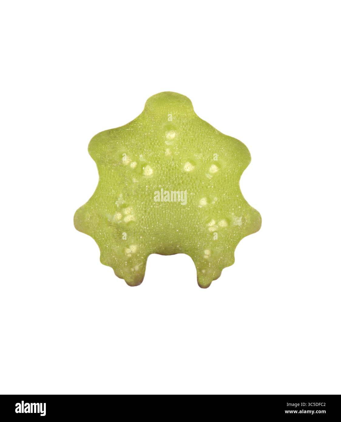 Greater Burdock - Arctium lappa Foto Stock