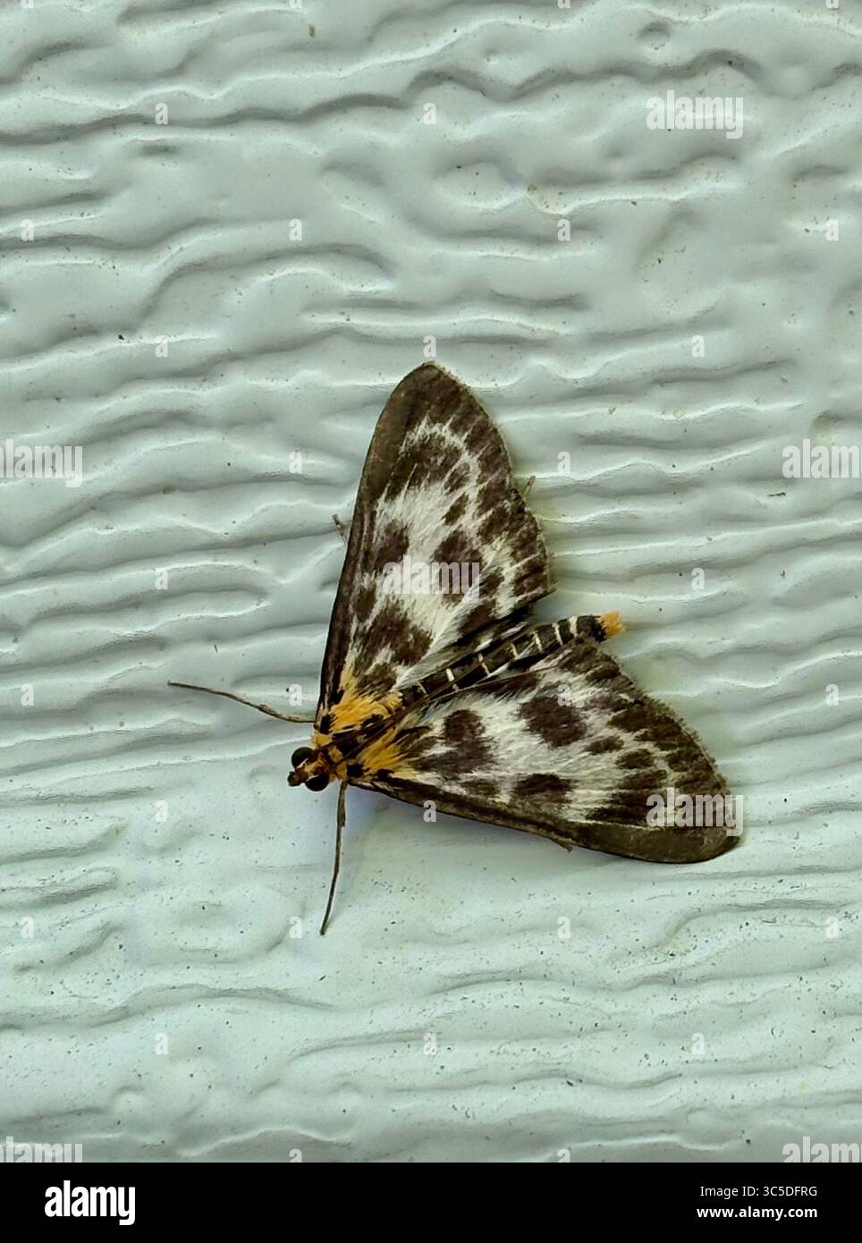 Piccola falena magpie. Anania Hortulata Foto Stock