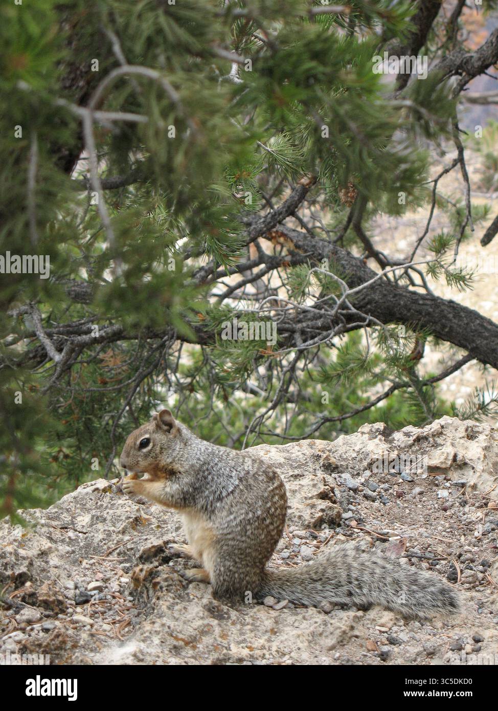 Due scoiattoli toccano il naso in un momento tenero sul fondo della foresta, circondati da foglie secche e luce soffusa in un tranquillo ambiente boschivo. Foto Stock