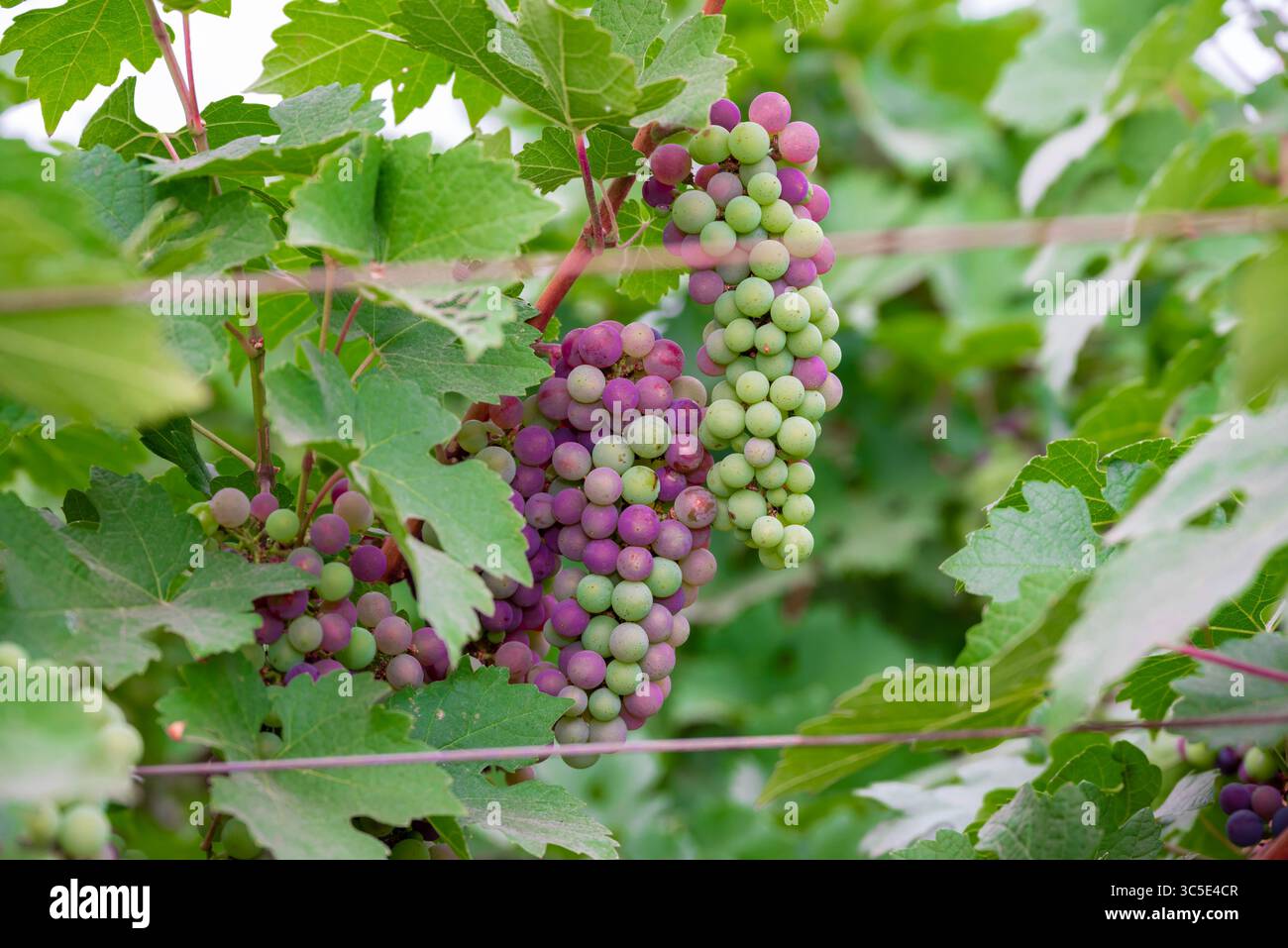 Uve Concord che crescono su una vite in un giardino. Diverse bellissime uve concord appese su un vitigno Foto Stock