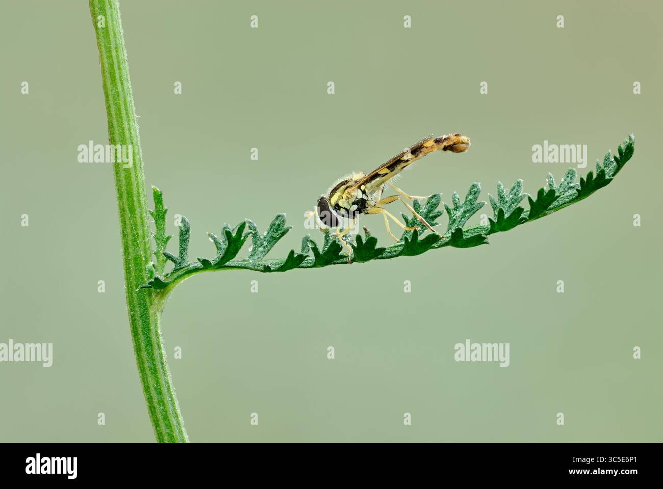 Alvola lunga, Sphaerophoria scripta seduta sull'erba nella rugiada mattutina. Vista laterale, primo piano. Isolato su sfondo verde. Slavnica, Slovacchia Foto Stock