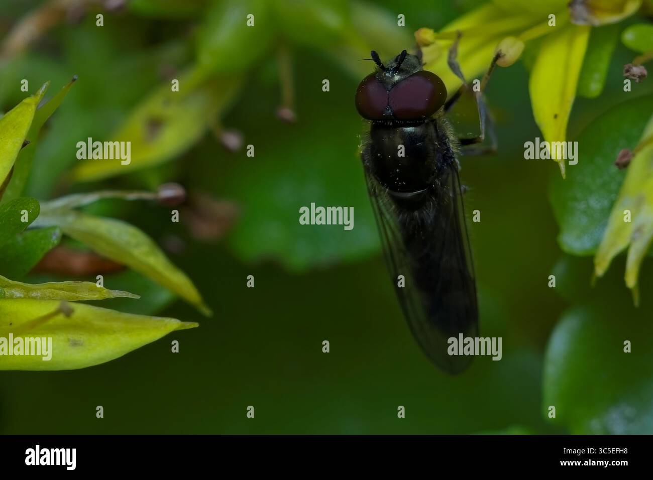 hoverfly Foto Stock