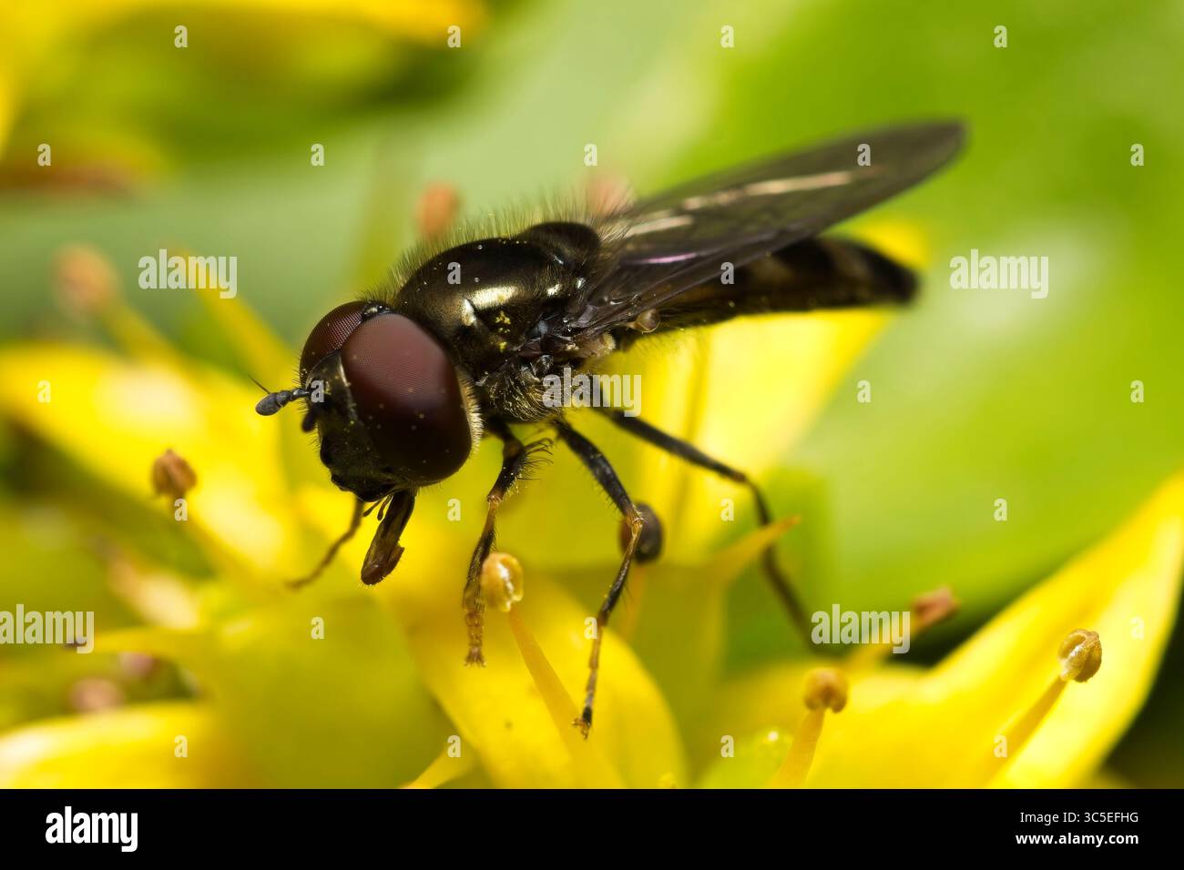 hoverfly Foto Stock