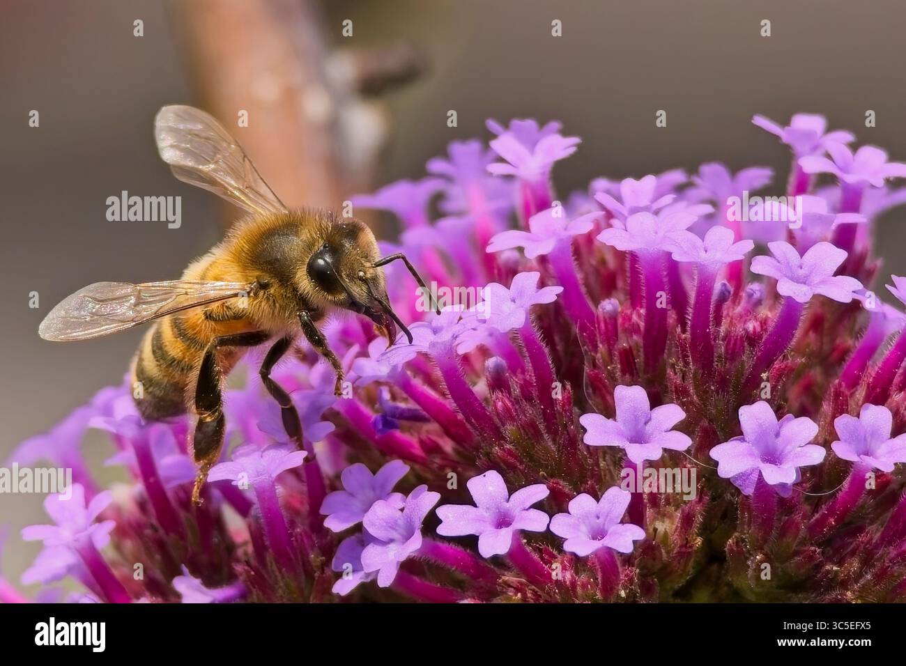 ape del miele Foto Stock