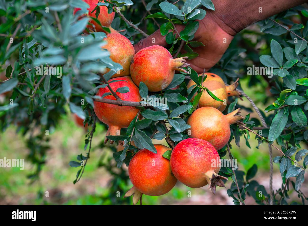 I frutti di melograno rosso maturo crescono su un albero di melograno in un giardino, pronto per la raccolta. Punica granatum. Agricoltura biologica. Foto Stock