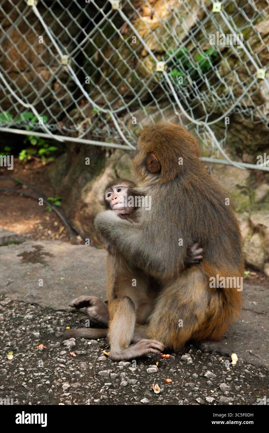 Madre macaque tiene teneramente il suo bambino nel Qianling Mountain Park, Guiyang, Guizhou, Cina Foto Stock