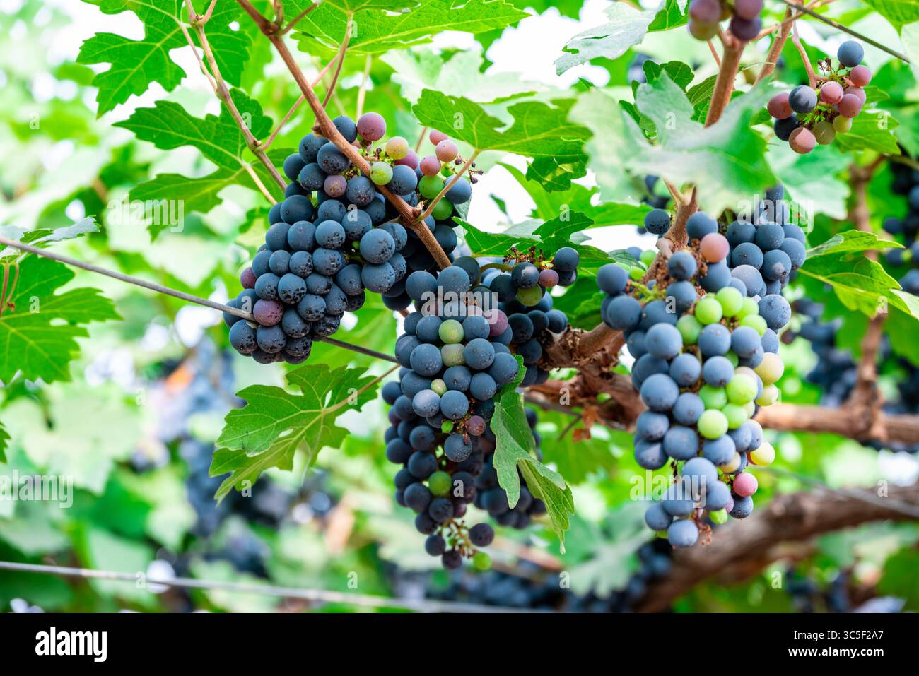 Grappoli di uva da vino maturi appesi alla vite. L'uva appesa su un grappolo di vite di una natura nera da vicino Foto Stock