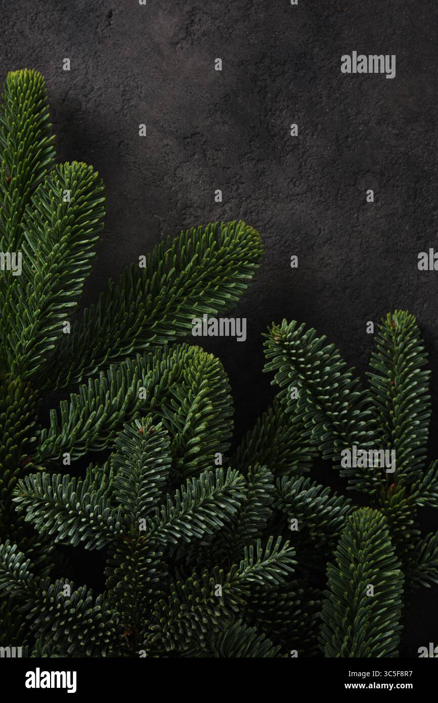Primo piano di rami di pino verde fresco su sfondo scuro. Un posto per il testo. Foto Stock