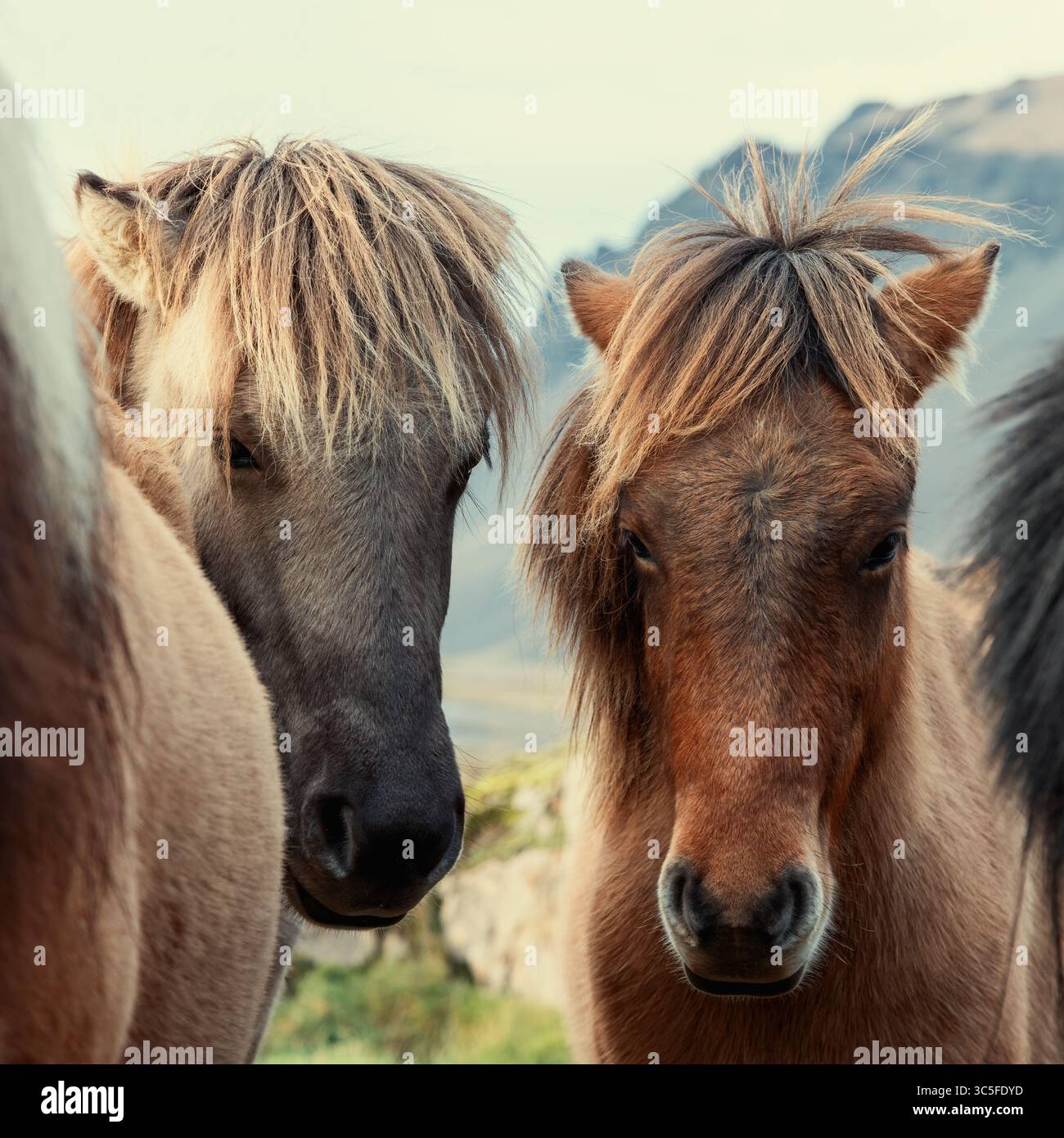 Un gruppo di cavalli islandesi in un ambiente rurale con mare e sfondo di montagna. Questa razza vichinga dura è unica e immutata per oltre mille anni Foto Stock