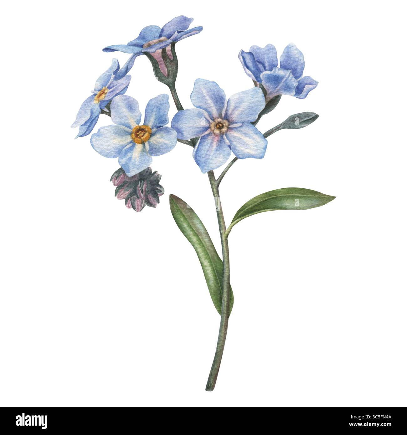 Fiori dimenticati nei colori blu e rosa. Illustrazione floreale ad acquerello disegnata a mano su sfondo isolato. Perfetto per l'anniversario di matrimonio, bir Foto Stock