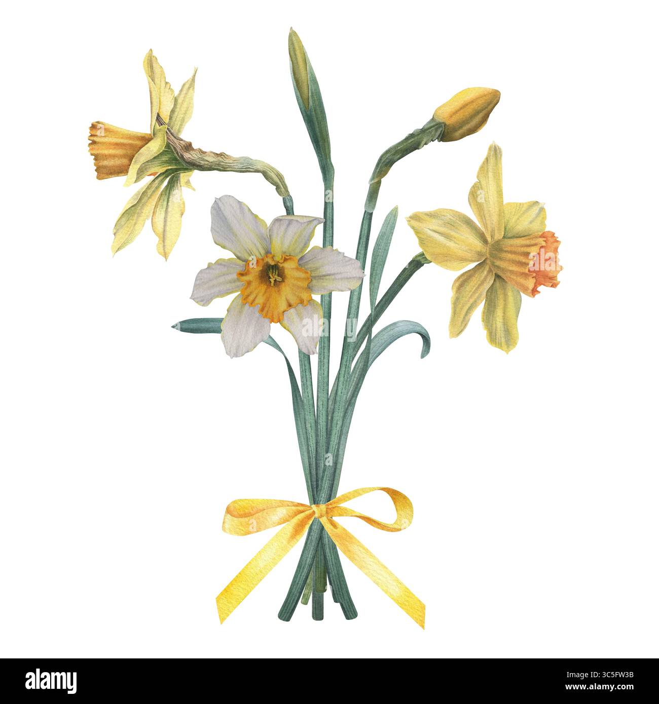 Bouquet di narciso con fiocco in raso di colore giallo. Illustrazione botanica ad acquerello disegnata a mano di narcisi su sfondo isolato. Sprin stagionale Foto Stock